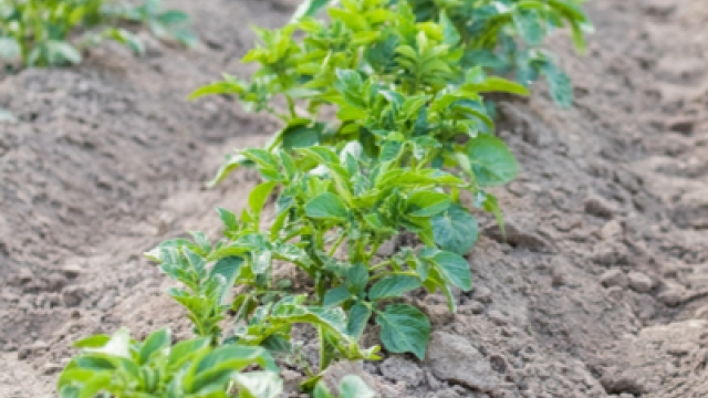 The Magic of Growing your Own Potatoes: A Guide to Potato Planting
