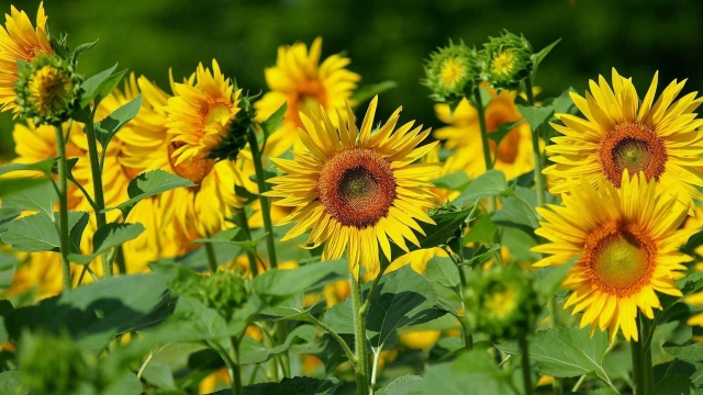 The Battle for Your Cabbage: How to Deal with Pesky Cabbage Worms and Harvest Sunflowers