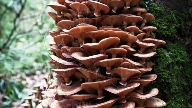 From Spores to Savory Delights: Unleashing the Magic of Mushroom Growing