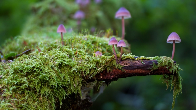 The Fungus Among Us: A Magical Guide to Mushroom Growing