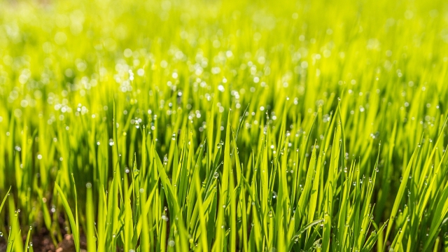 From Patchy to Perfect: Mastering the Art of Lawn Care