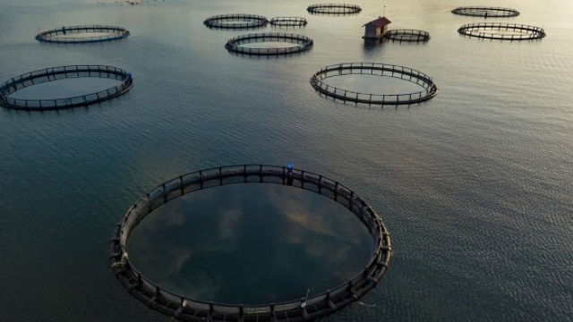 Revolutionizing the Waters: The Future of Aquaculture Technology